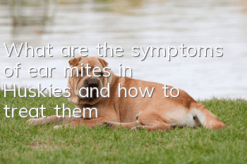 What are the symptoms of ear mites in Huskies and how to treat them?