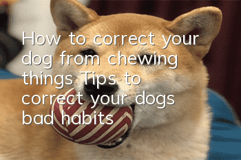 How to correct your dog from chewing things? Tips to correct your dog’s bad habits