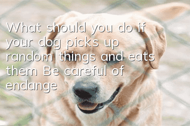 What should you do if your dog picks up random things and eats them? Be careful of endangering your dog’s health.