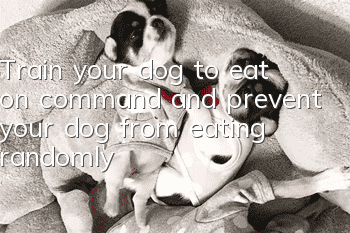 Train your dog to eat on command and prevent your dog from eating randomly