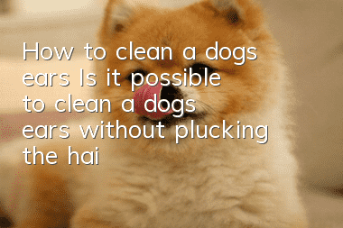 How to clean a dog’s ears? Is it possible to clean a dog’s ears without plucking the hair?