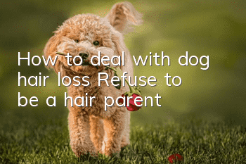 How to deal with dog hair loss? Refuse to be a hair parent