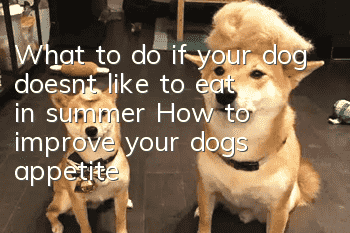 What to do if your dog doesn’t like to eat in summer? How to improve your dog’s appetite