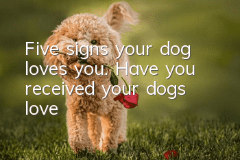 Five signs your dog loves you. Have you received your dog’s love?