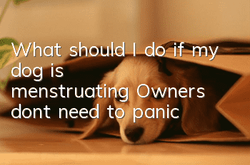 What should I do if my dog is menstruating? Owners don’t need to panic
