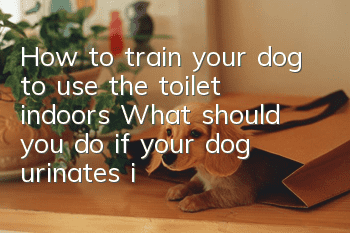 How to train your dog to use the toilet indoors? What should you do if your dog urinates incorrectly?