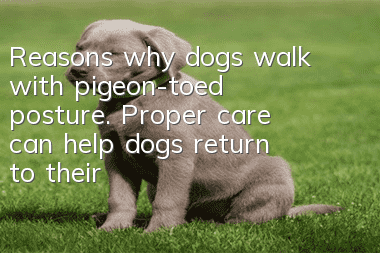 Reasons why dogs walk with pigeon-toed posture. Proper care can help dogs return to their normal walking posture.