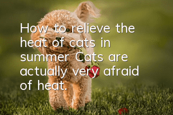 How to relieve the heat of cats in summer? Cats are actually very afraid of heat.