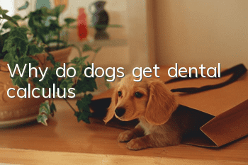 Why do dogs get dental calculus?