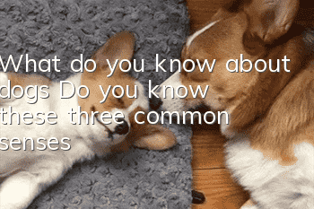 What do you know about dogs? Do you know these three common senses?