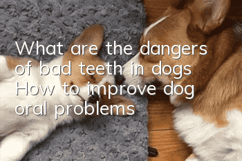 What are the dangers of bad teeth in dogs? How to improve dog oral problems