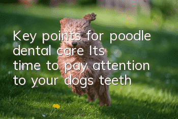 Key points for poodle dental care It’s time to pay attention to your dog’s teeth!
