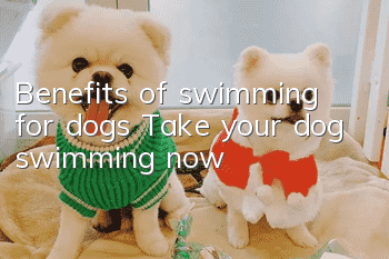 Benefits of swimming for dogs Take your dog swimming now