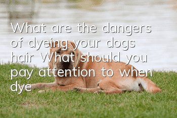 What are the dangers of dyeing your dog’s hair? What should you pay attention to when dyeing your dog’s hair?