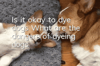 Is it okay to dye dogs? What are the dangers of dyeing dogs?