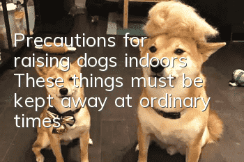 Precautions for raising dogs indoors: These things must be kept away at ordinary times