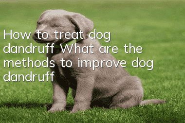 How to treat dog dandruff? What are the methods to improve dog dandruff?