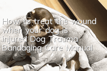 How to treat the wound when your dog is injured Dog Trauma Bandaging Care Manual