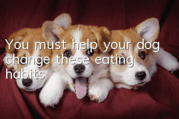 You must help your dog change these eating habits