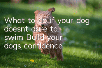 What to do if your dog doesn’t dare to swim? Build your dog’s confidence