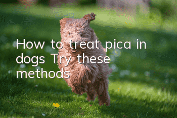 How to treat pica in dogs? Try these methods