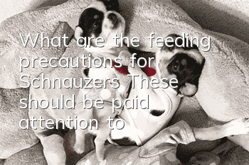 What are the feeding precautions for Schnauzers? These should be paid attention to