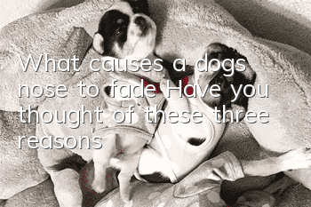 What causes a dog’s nose to fade? Have you thought of these three reasons?