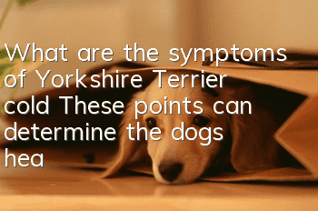 What are the symptoms of Yorkshire Terrier cold? These points can determine the dog’s health status
