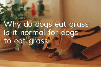 Why do dogs eat grass? Is it normal for dogs to eat grass?