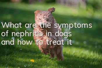 What are the symptoms of nephritis in dogs and how to treat it?