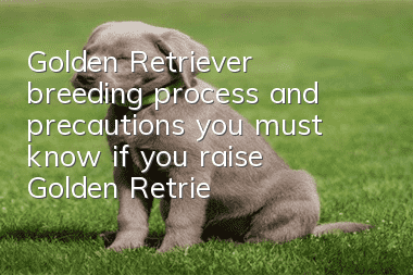 Golden Retriever breeding process and precautions you must know if you raise Golden Retrievers