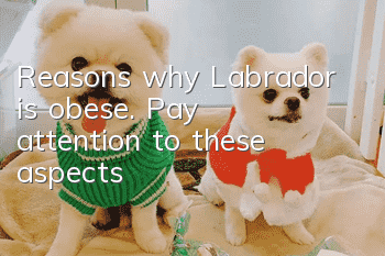Reasons why Labrador is obese. Pay attention to these aspects