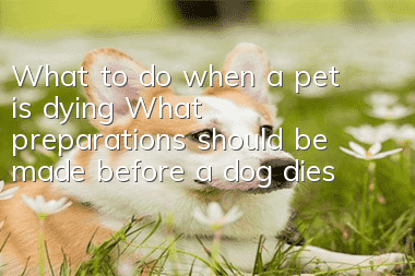 What to do when a pet is dying What preparations should be made before a dog dies