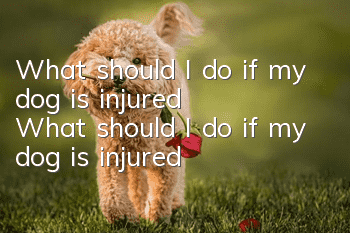 What should I do if my dog is injured? What should I do if my dog is injured?
