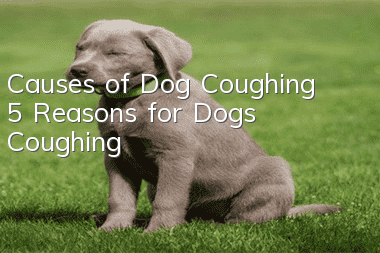 Causes of Dog Coughing 5 Reasons for Dogs Coughing
