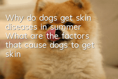 Why do dogs get skin diseases in summer? What are the factors that cause dogs to get skin diseases?
