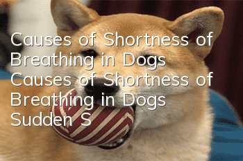 Causes of Shortness of Breathing in Dogs Causes of Shortness of Breathing in Dogs Sudden Shortness of Breathing in Dogs
