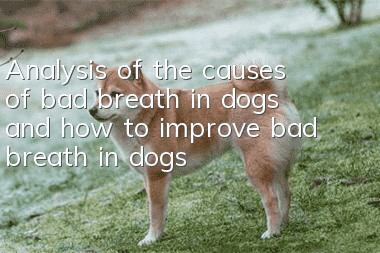 Analysis of the causes of bad breath in dogs and how to improve bad breath in dogs