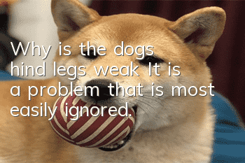 Why is the dog’s hind legs weak? It is a problem that is most easily ignored.