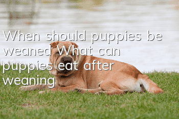 When should puppies be weaned? What can puppies eat after weaning?