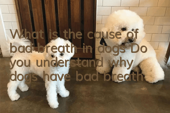 What is the cause of bad breath in dogs? Do you understand why dogs have bad breath?