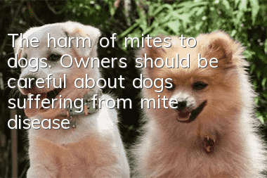 The harm of mites to dogs. Owners should be careful about dogs suffering from mite disease