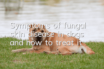 Symptoms of fungal skin disease in dogs and how to treat it