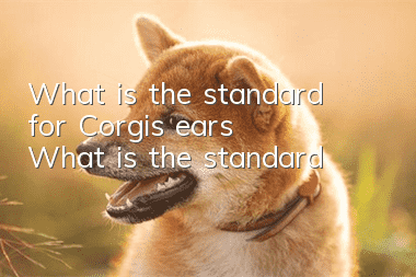 What is the standard for Corgi’s ears? What is the standard?