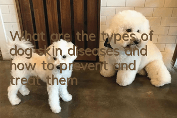 What are the types of dog skin diseases and how to prevent and treat them?
