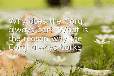 Why does the Corgi always bark? What is the reason why the Corgi always barks?