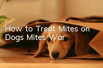 How to Treat Mites on Dogs Mites War
