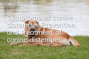 Symptoms of canine distemper Prevention and treatment of canine distemper
