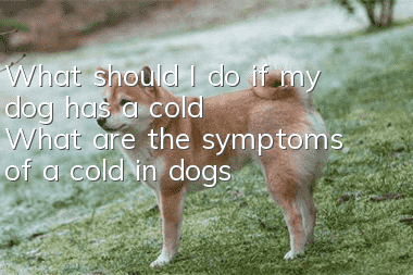 What should I do if my dog has a cold? What are the symptoms of a cold in dogs?