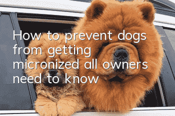 How to prevent dogs from getting micronized, all owners need to know!